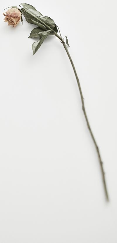 【枯れたバラのアンニュイな雰囲気を表現】